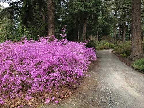 A vibrant pink flowering bush beside a winding gravel path in a lush forest setting.