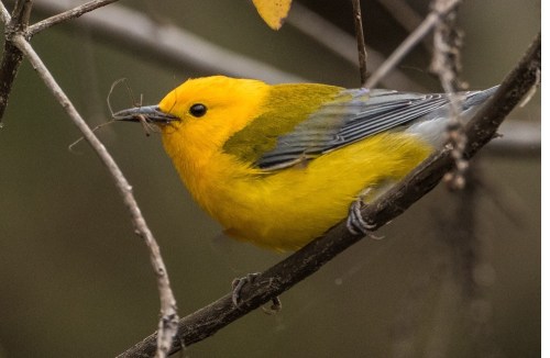 A vibrant yellow bird with gray wings perched on a branch, holding an insect in its beak.