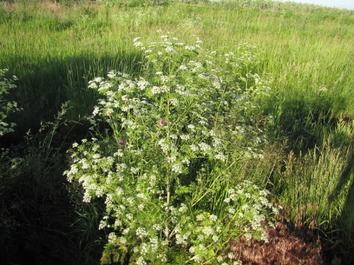 A cluster of white flowering plants surrounded by tall green grass in a natural setting.