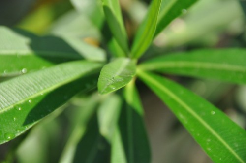 Close-up of vibrant green leaves with droplets of water, showcasing their texture and natural beauty.