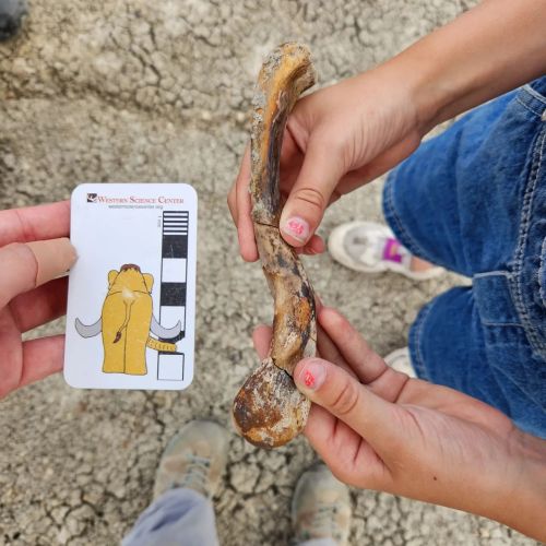 A person holds a fossilized bone next to a measurement card at a dig site.