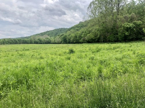 Lush green field with tall grass, surrounded by trees and rolling hills under a cloudy sky.