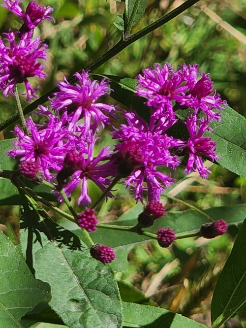 A cluster of vibrant purple flowers surrounded by green leaves in a natural setting.