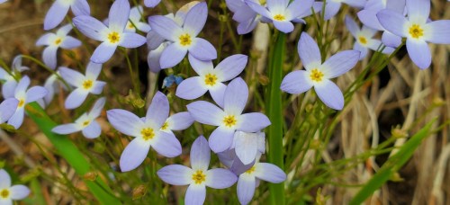 A cluster of small, delicate purple flowers with yellow centers, surrounded by green grass.