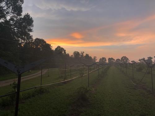 A serene vineyard at sunset, with rows of vines and a colorful sky in the background.