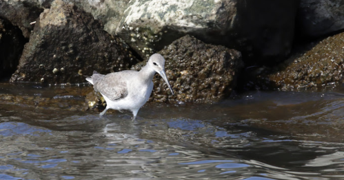 A shorebird wades through shallow water near rocky shoreline, searching for food.