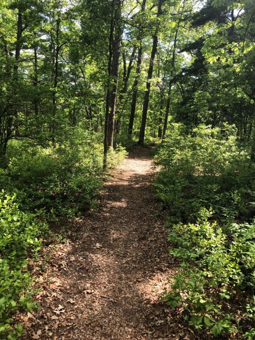 A winding dirt path through a lush green forest, surrounded by trees and shrubs. Sunlight filters through the leaves.
