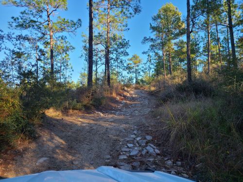 A rocky dirt path winds through a forest of tall pine trees under a clear blue sky.