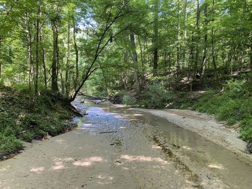 A serene creek flows through a lush green forest, with sandy banks and dappled sunlight filtering through the trees.