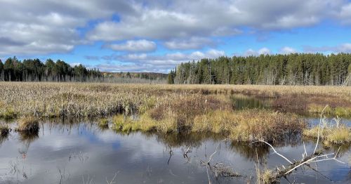 A serene wetland scene with tall grasses, calm water, and a backdrop of trees under a partly cloudy sky.