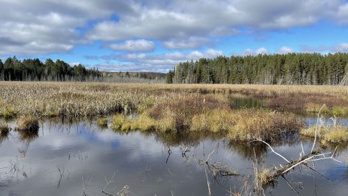 A serene wetland scene with water, grasses, and trees under a partly cloudy sky.