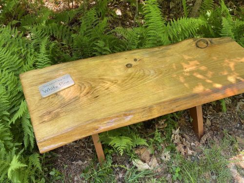 A wooden bench labeled "White Pine" sits among lush green ferns in a natural setting.