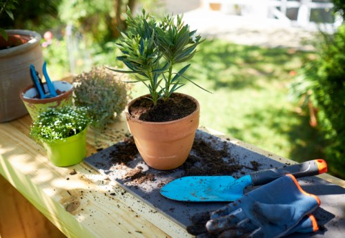 A potted plant on a wooden table, surrounded by gardening tools and soil, with a sunny garden in the background.