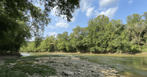 A serene riverbank scene with lush green trees and a clear blue sky, reflecting a peaceful natural landscape.