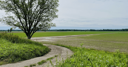 A winding dirt path leads through green fields, with a solitary tree on the left under a cloudy sky.