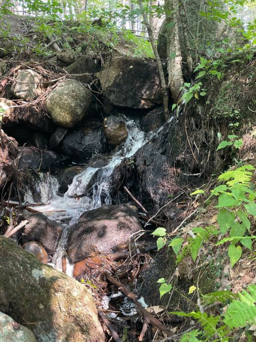 A small stream flows over rocks, surrounded by lush greenery and trees in a serene forest setting.