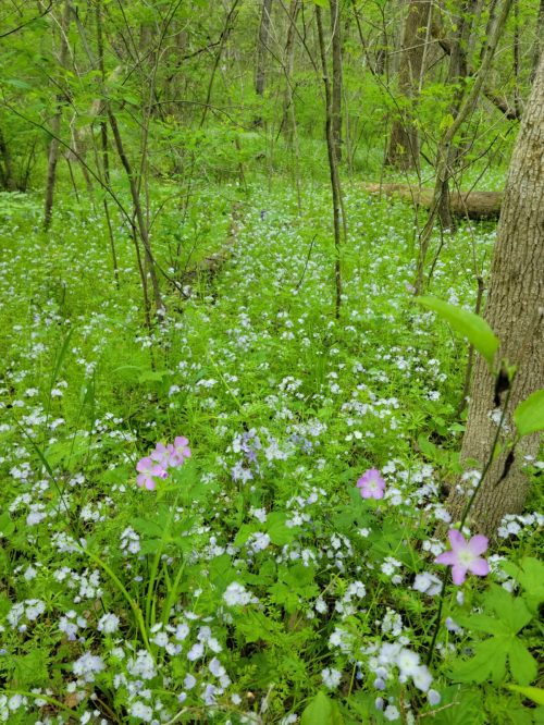 A lush forest scene filled with green foliage and a carpet of small purple and white flowers.
