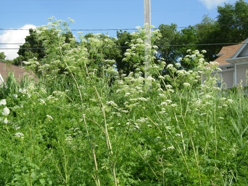 A lush green garden with tall plants and clusters of white flowers under a blue sky.