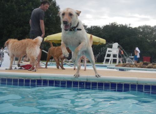 A dog leaps into a pool while other dogs play nearby, with a person standing in the background.