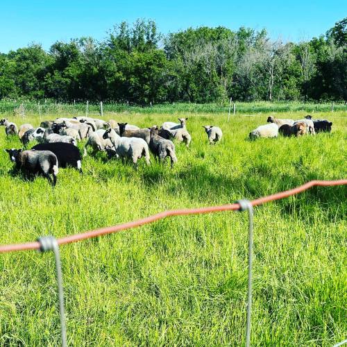 A flock of sheep grazing in a lush green field under a clear blue sky.