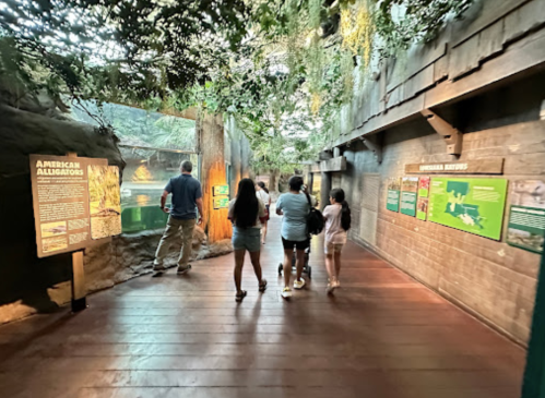 Visitors explore a nature exhibit featuring American alligators, with informative signs along a wooden pathway.