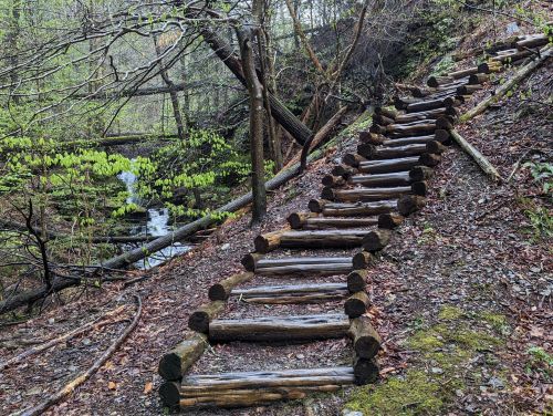 A wooden staircase leads up a forested hillside beside a small stream, surrounded by greenery and fallen leaves.