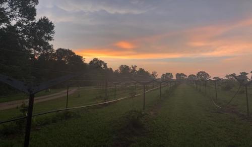 A serene vineyard at sunset, with rows of vines and a colorful sky in the background.