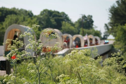 A line of covered wagons on a road, surrounded by green foliage and wildflowers on a sunny day.