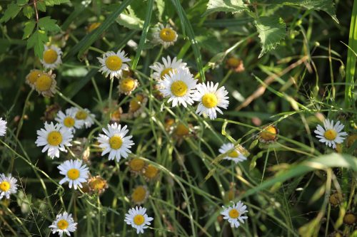 A cluster of white daisies with yellow centers surrounded by green grass and foliage.