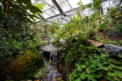 A lush indoor garden featuring a small waterfall, rocks, and vibrant greenery under a glass roof.