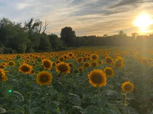 A vibrant field of sunflowers under a golden sunset, with trees in the background and a cloudy sky.