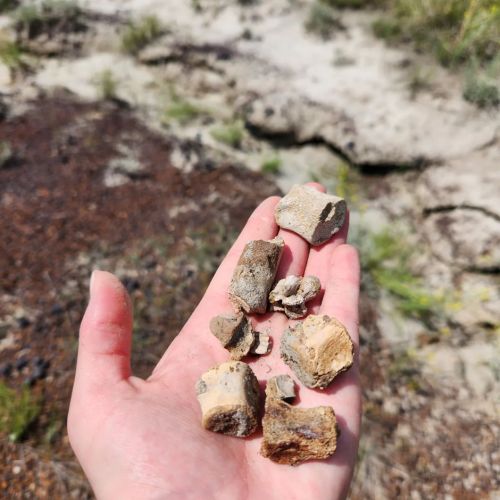 A hand holding several small, irregularly shaped rocks against a natural background.