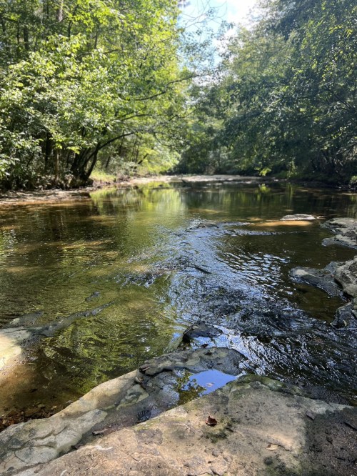 A serene river flows through a lush green forest, with sunlight filtering through the trees.