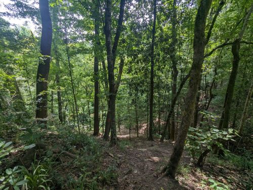 A lush forest scene with tall trees and dense greenery, showing a winding path through the underbrush.