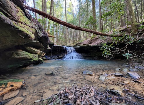 A serene forest scene featuring a small waterfall cascading into a clear pool, surrounded by lush greenery and rocks.