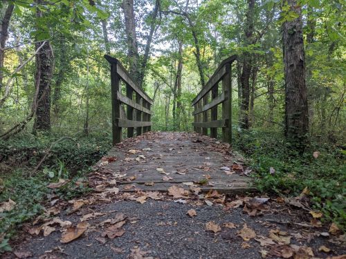 A wooden bridge surrounded by trees and fallen leaves, leading into a lush green forest.