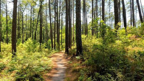 A winding path through a lush green forest with tall trees and vibrant underbrush.