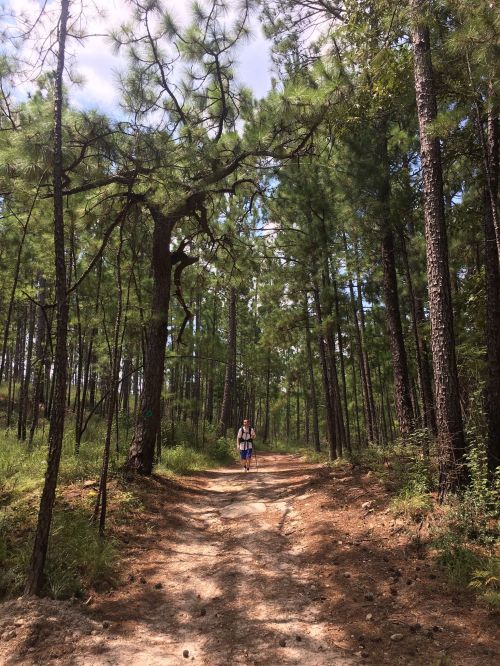 A person walking along a dirt path surrounded by tall pine trees in a lush forest.