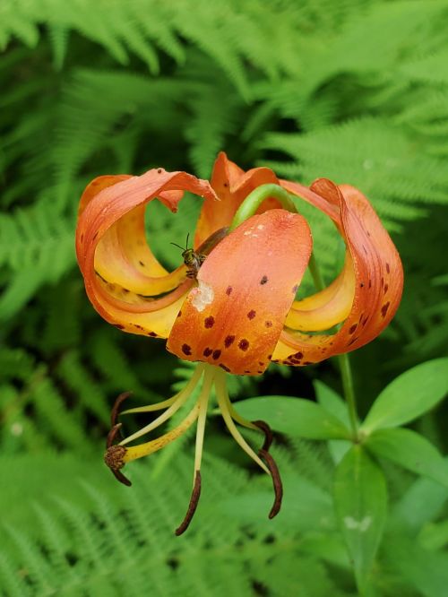 A vibrant orange lily with curled petals and spots, surrounded by lush green ferns. An ant is perched on the flower.