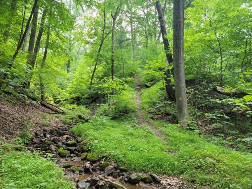 A lush green forest with a small stream and a winding path through the trees.