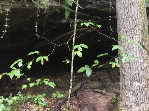 A small tree with green leaves stands near a rocky cave entrance, surrounded by ferns and forest floor.