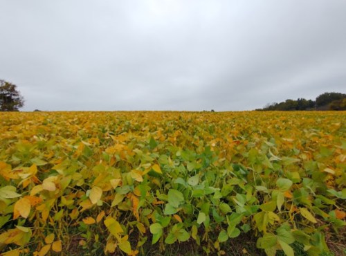 A vast field of soybeans with yellow and green leaves under a cloudy sky.