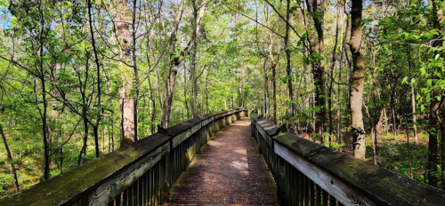 A wooden boardwalk winding through a lush, green forest with trees on either side.
