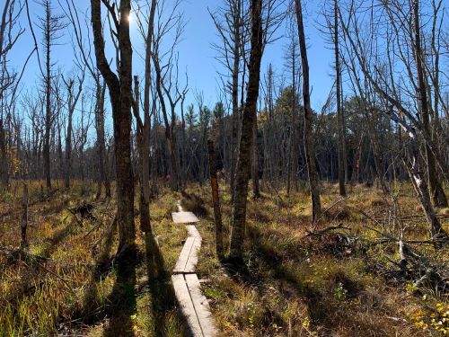 A wooden path winds through a forest of bare trees and tall grass under a clear blue sky.
