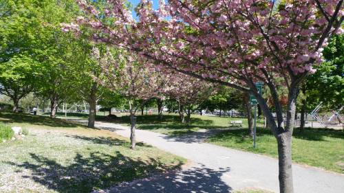 A sunny park scene with blooming pink cherry blossom trees lining a winding path and green grass.