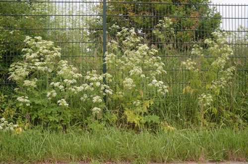 A row of flowering plants with white blooms beside a green fence, surrounded by tall grass and foliage.