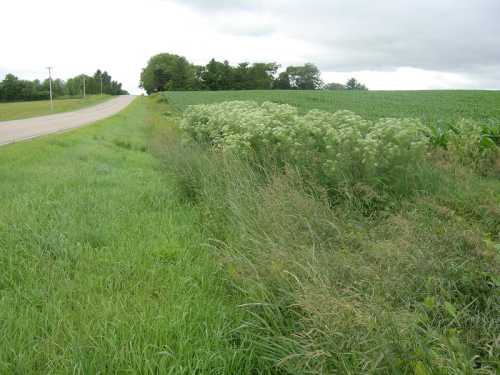 A grassy roadside with wildflowers and crops in the background under a cloudy sky.