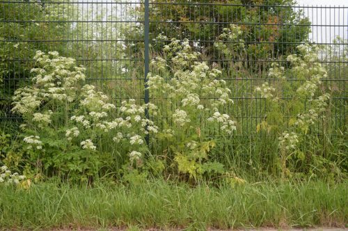 A row of flowering plants with white blooms grows beside a green metal fence, surrounded by tall grass.