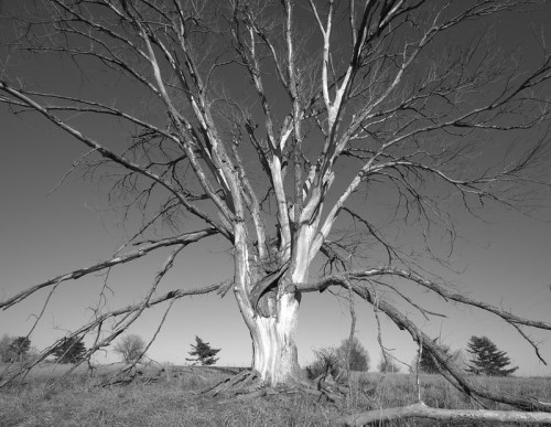 A stark, leafless tree with sprawling branches against a clear sky, set in a grassy landscape. Black and white image.
