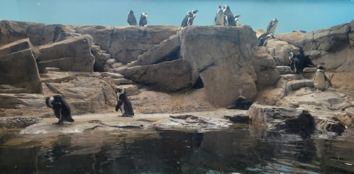 A group of penguins on rocky terrain near water, with some swimming and others standing on the rocks.